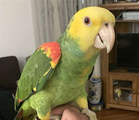 Double Yellow Head Amazon Parrot