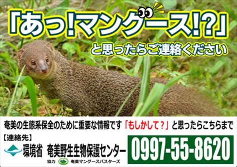 マングース ｜ 奄美野生生物保護センター