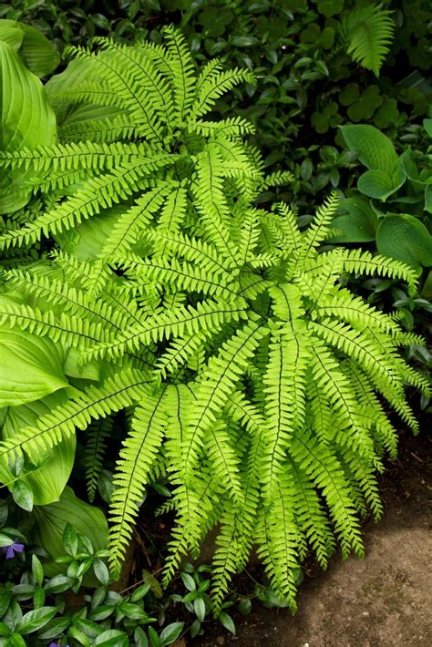 Fern Plants For Sale | Buy Large Ferns Online | Native Ferns