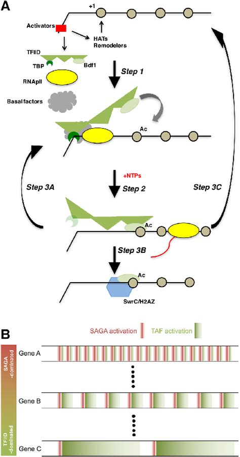 Mechanism Of Taf Mediated Rnapii Transcription A Model For How Tafs