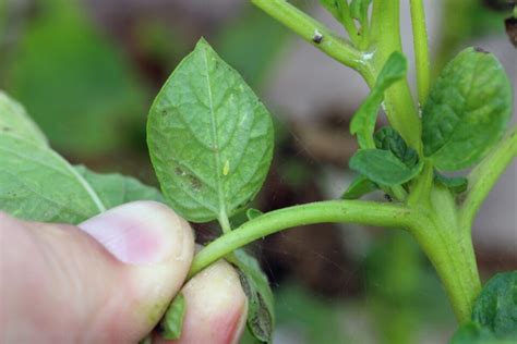 9 Common Potato-Growing Problems & How to Fix Them