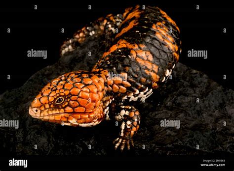 Shingleback skink (Tiliqua rugosa rugosa Stock Photo - Alamy