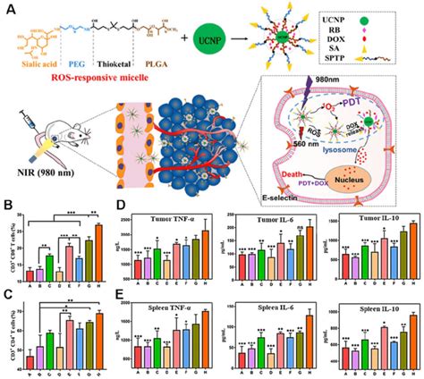 A Illustration Of The Anticancer Application Of Sptp Ucnp Rb Dox In