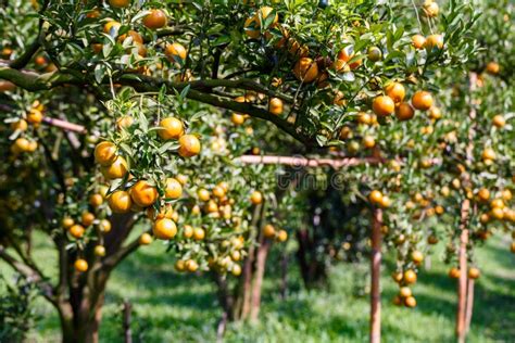 Świeża Pomarańcze Na Roślinie Pomarańczowy Drzewo Zdjęcie Stock