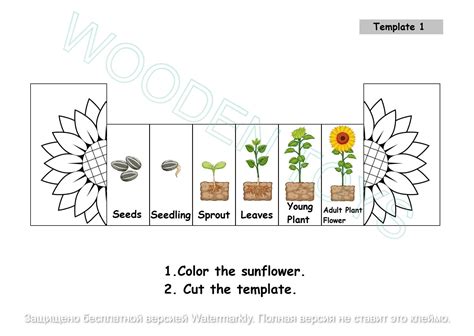 Sunflower Life Cycle Montessori Cards Digital Download Etsy