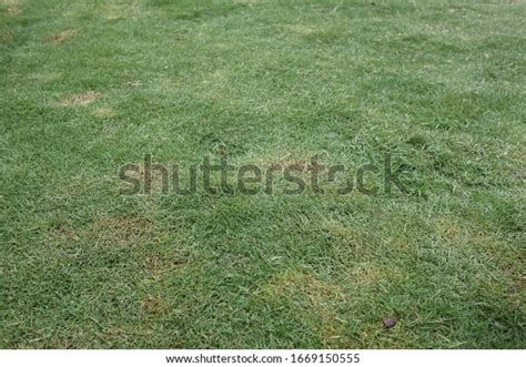 Rumput Jepang Zoysia Japonica Commonly Known Stock Photo 1669150555