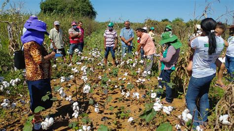 Cultivo De Algod O Em Cons Rcio Agroecol Gico Alimenta A Resist Ncia