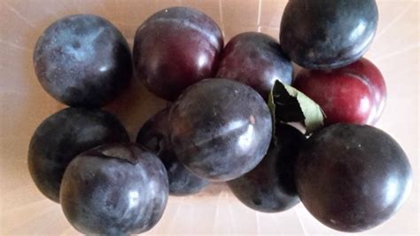 Zwetschgen Zeit Sommerabschied In Violettblau Gabot De