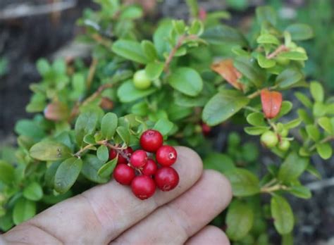 Sembrar y cultivar Arándanos rojos de manera orgánica Eco Jardín Mágico