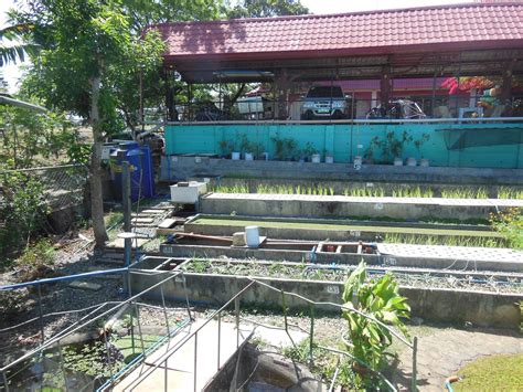 Aquaponics System Design Philippines Aquaponics System