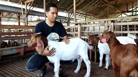 Dolan Kandang Breeding Kambing Boer Barokah Farm Kediri Youtube