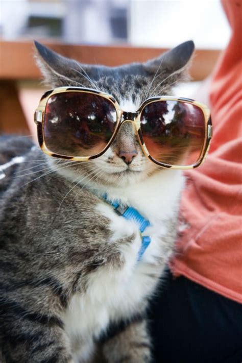 An Entry From Shes A Dreamer With Images Cat Sunglasses