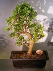 Baby Jade Bonsai Tree Portulacaria Afra