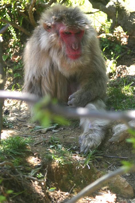 Cannundrums: Japanese Macaque