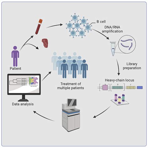 B Cell Receptor Repertoire Sequencing Deeper Digging Into The