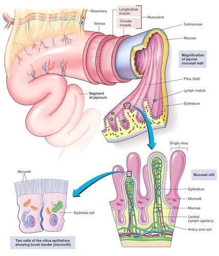 nhc anatomy and physiology i interactive tutorials - patricacribbin