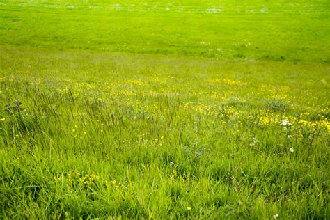 Green Grass Free Stock Photo Public Domain Pictures