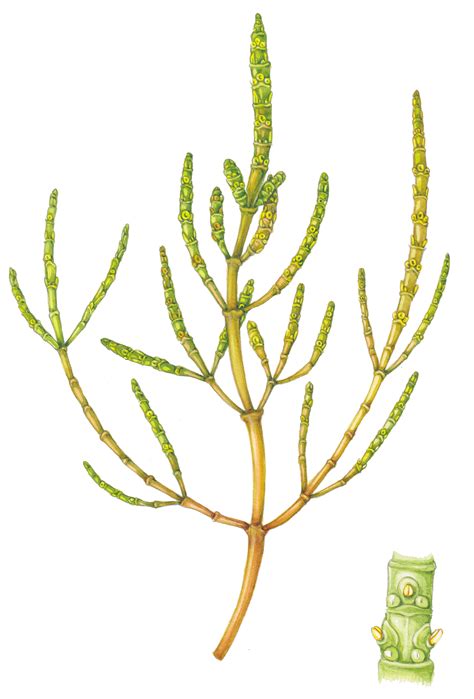 Common Glasswort Salicornia Europaea Botanical Illustration By Lizzie