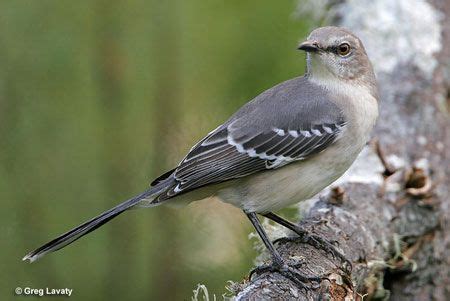 9 Smoky Mountain Birds ideas | birds, bird, smokies