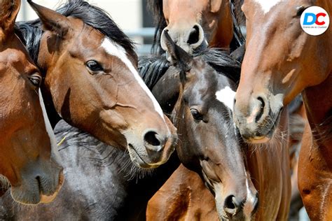 Cómo se transmite la Encefalitis Equina Diario de la Ciudad