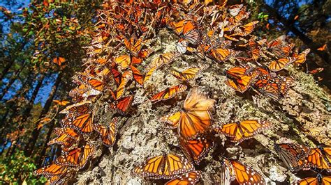 Datos Sobre La Temporada De Mariposas Monarca En M Xico