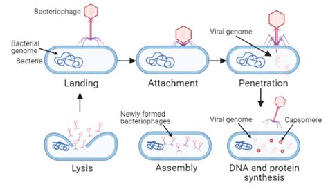 Life Cycle Of Bacteriophage Lytic Cycle Lysogenic Cycle Induction