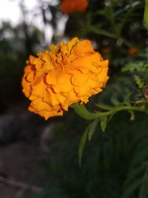 Closeup of orange marigold flowers 18747081 Stock Photo at Vecteezy