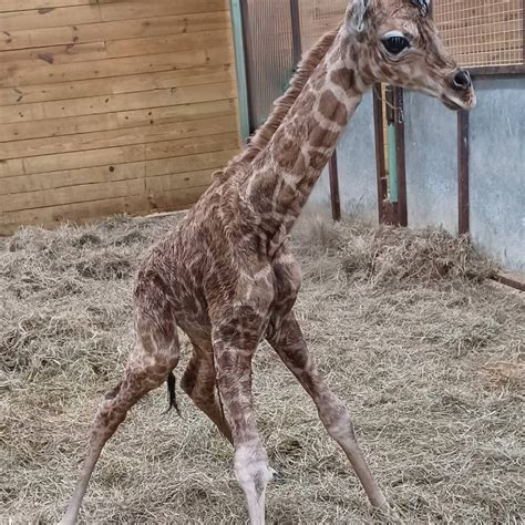 giraffe   giraffes  seth fleishman