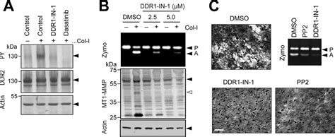 Discoidin Domain Receptor 2 Mediates Collagen Induced Activation Of