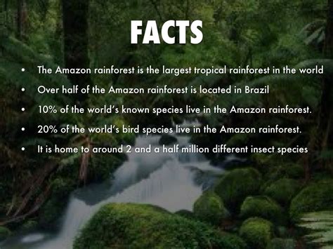 13 Awesome And Interesting Facts About The Amazon Rainforest