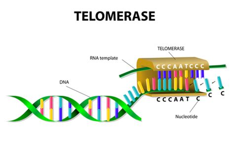 The Significance Of Telomeres In Stem Cell Treatments