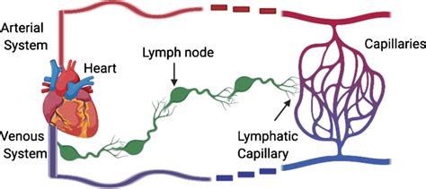 Overview of how the circulatory system and lymphatic system work in... | Download Scientific Diagram