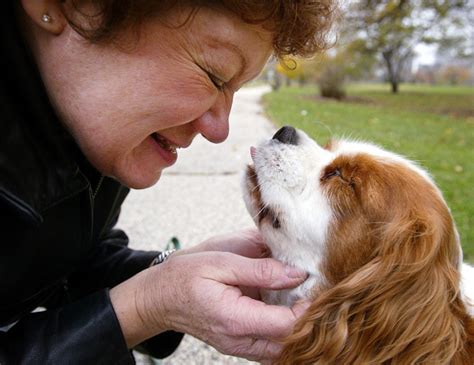 Fatos Importantes Que Todo Dono De Cachorro Deve Saber Patas