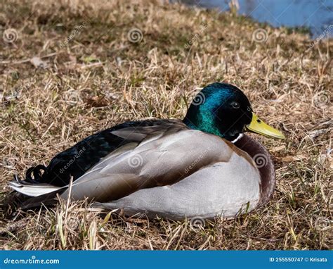 Close Up Of Adult Breeding Male Mallard Or Wild Duck Anas