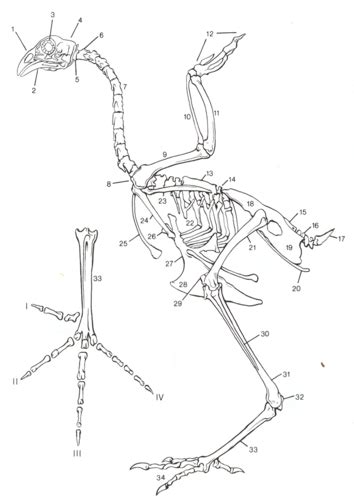 Cartes ANATOMIE DES OISEAUX 1 Os Quizlet