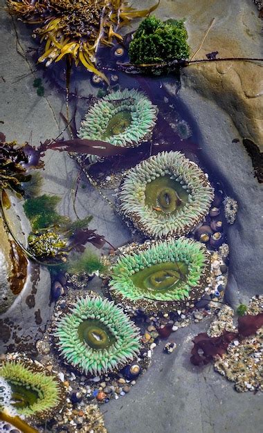 Premium Photo High Angle View Of Sea Anemone On Rock