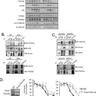 Sirt Modulates The Acetylation Status And Expression Of Foxo A And