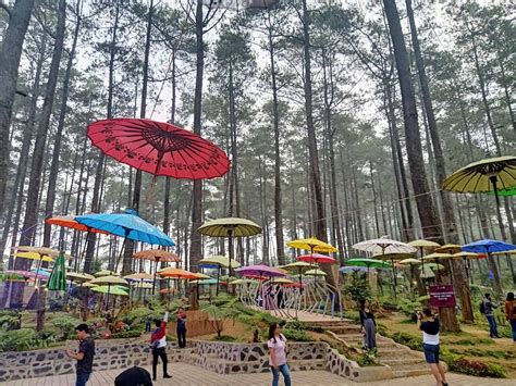 10 Potret Wisata Orchid Forest Cikole Bandung HTM Daya Tarik Dan