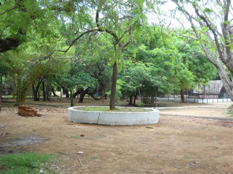 Inside Guindy National Park In Chennai Veethi