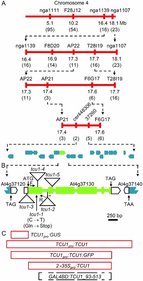 Positional Cloning Structure And Constructs Of The Tcu Gene A