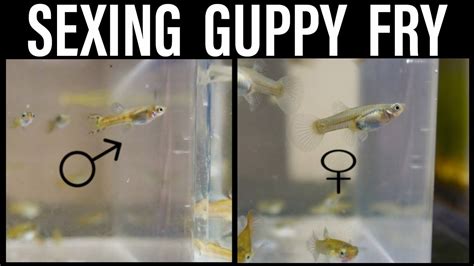 Sexing Guppy Fry YouTube