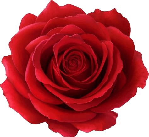 Premium Vector Red Rose Detailed Beautiful Hand Drawn Vector Illustration