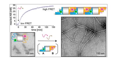 Growth Rate And Thermal Properties Of DNA Origami Filaments Nano Letters