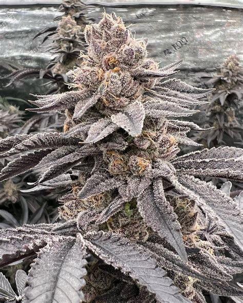 Tropical Runtz - Tropic Truffle x Runtz : r/ILTrees