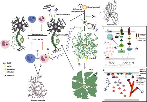 Frontiers Galectin Mediated Glial Crosstalk Drives Oligodendrocyte