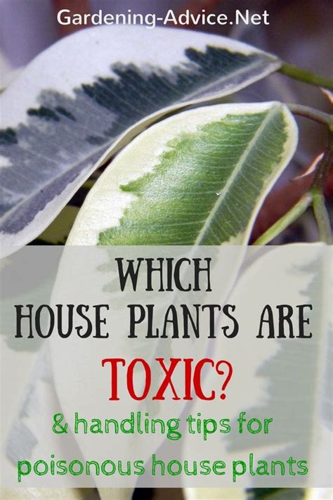 Poisonous House Plants Can Put Children Or Pets At Risk Learn How To