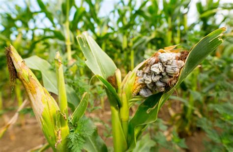 Address The Growing Urgency Of Fungal Disease In Crops