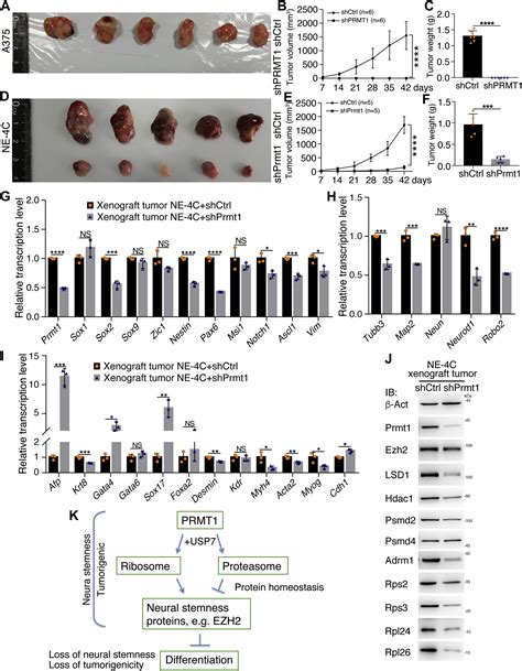 Coordinated Regulation Of The Ribosome And Proteasome By Prmt In The