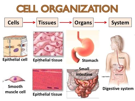 Multicellular Organisms Officer Secondary College