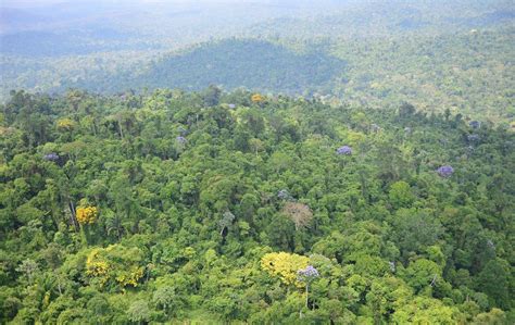 ICMBio abre inscrições de Voluntariado para cuidar da Floresta Nacional